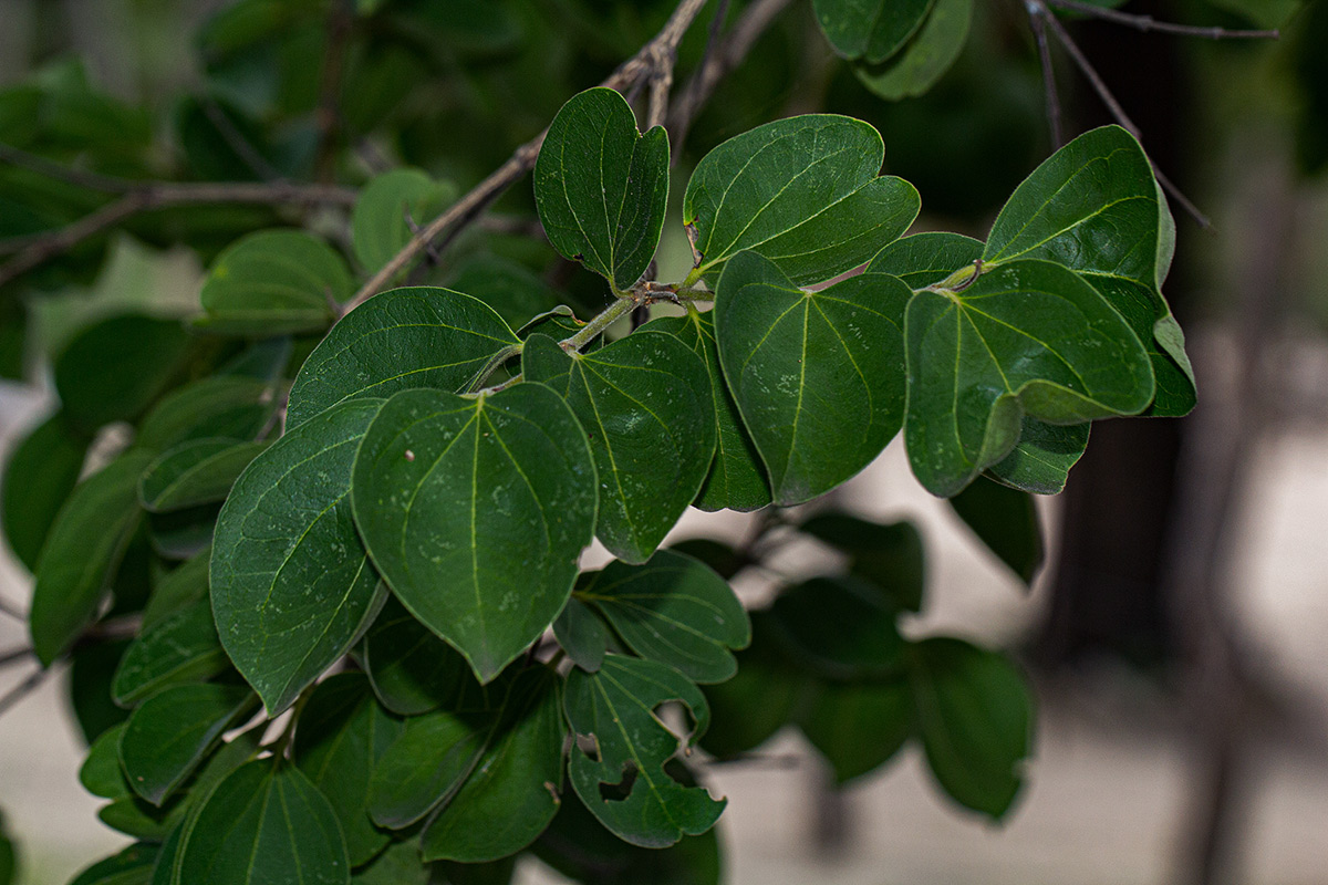 Strychnos cocculoides