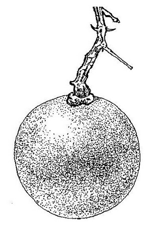 Strychnos cocculoides Strychnos cocculoides