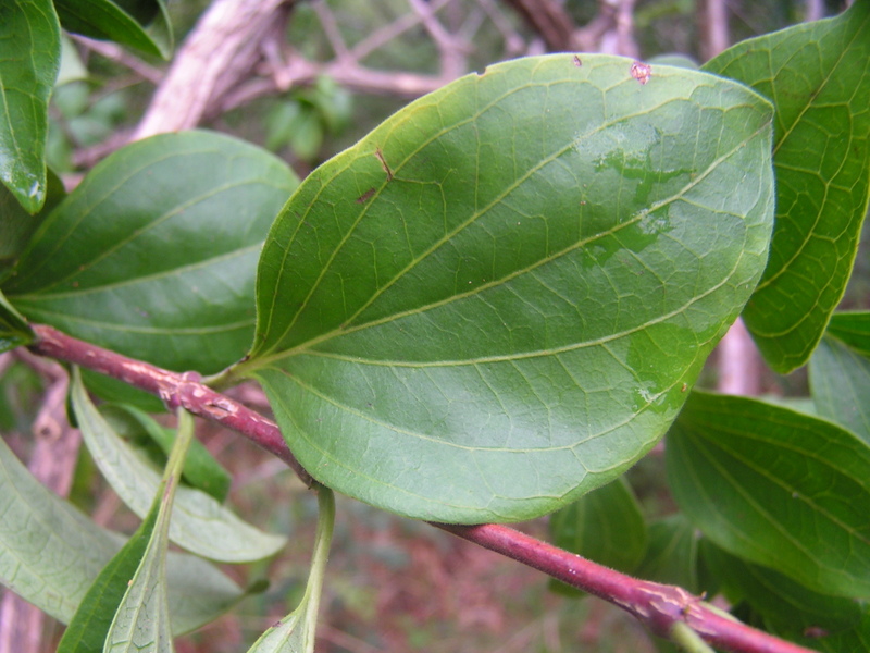 Strychnos cocculoides