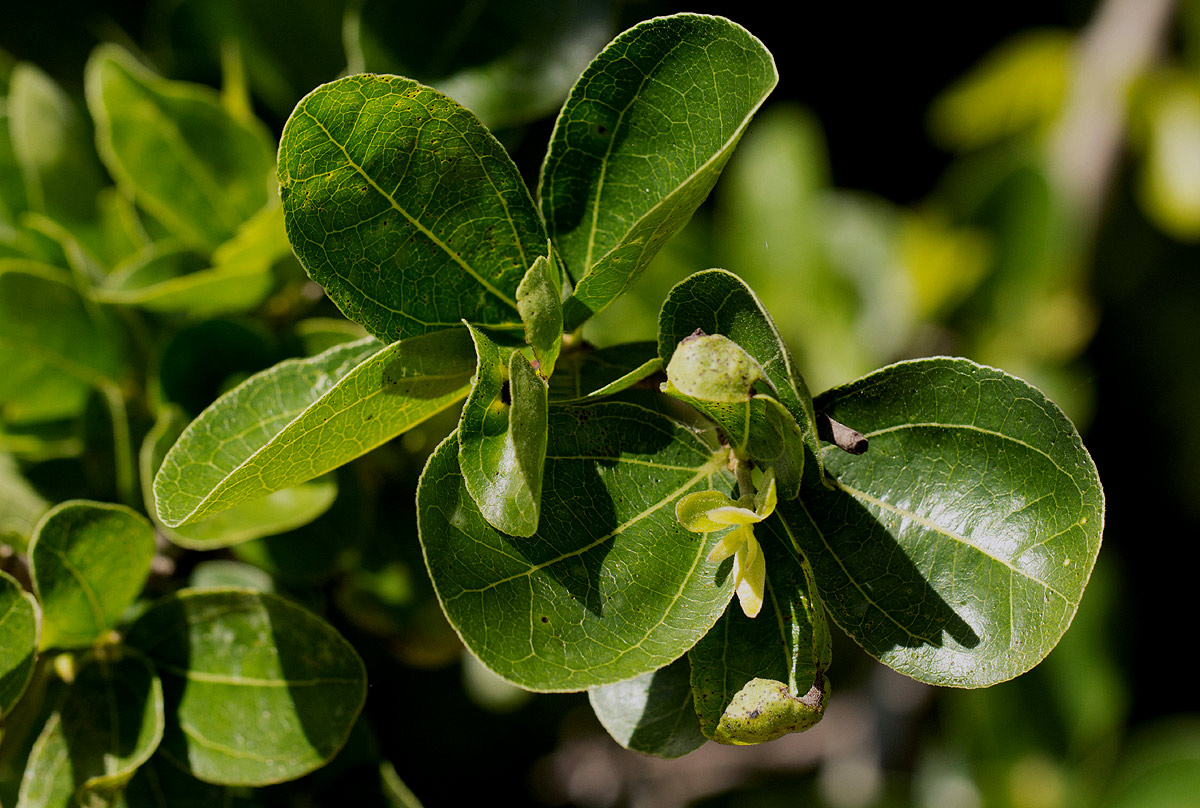 Strychnos madagascariensis Strychnos madagascariensis