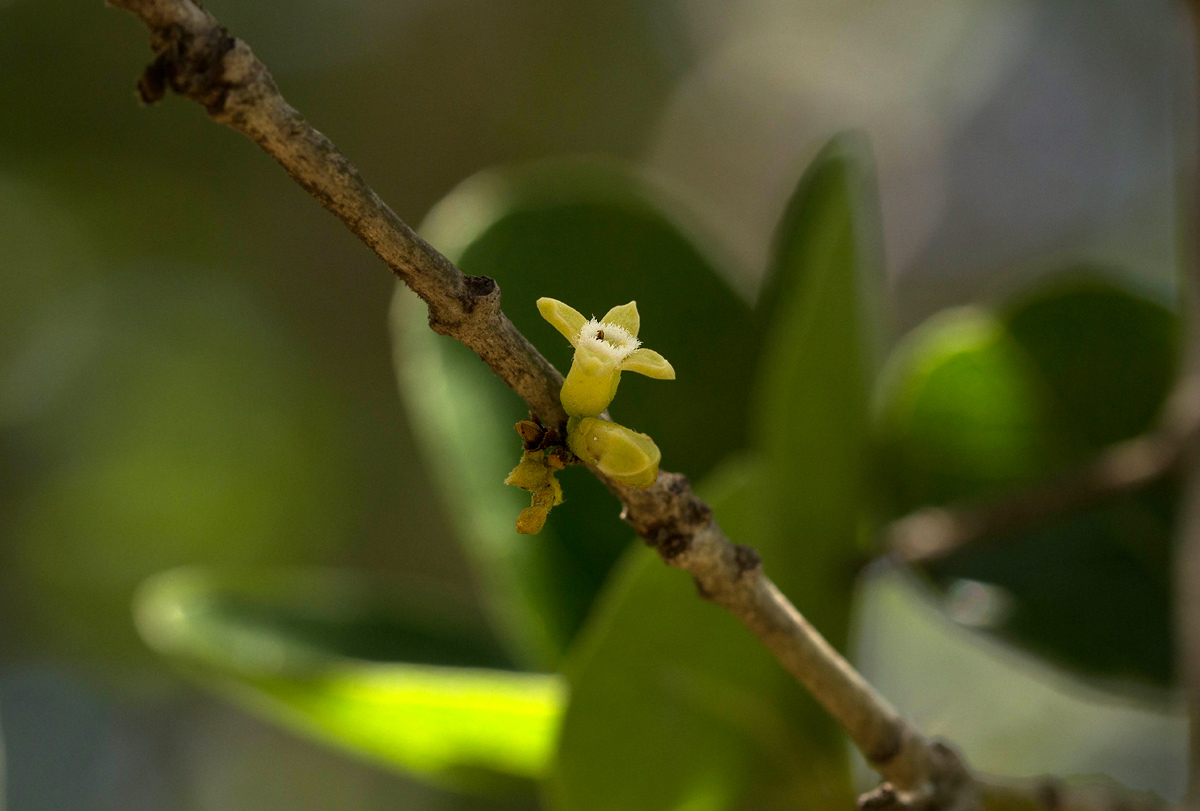 Strychnos madagascariensis Strychnos madagascariensis