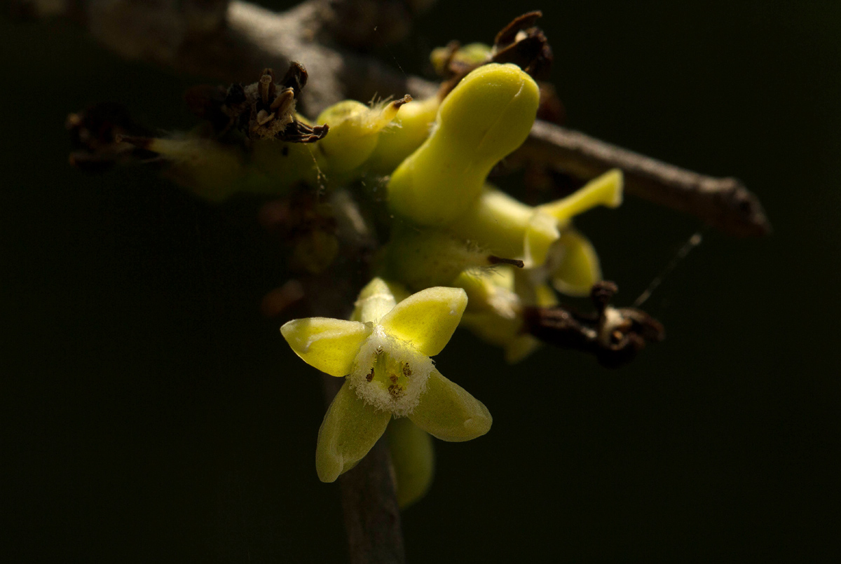 Strychnos madagascariensis Strychnos madagascariensis
