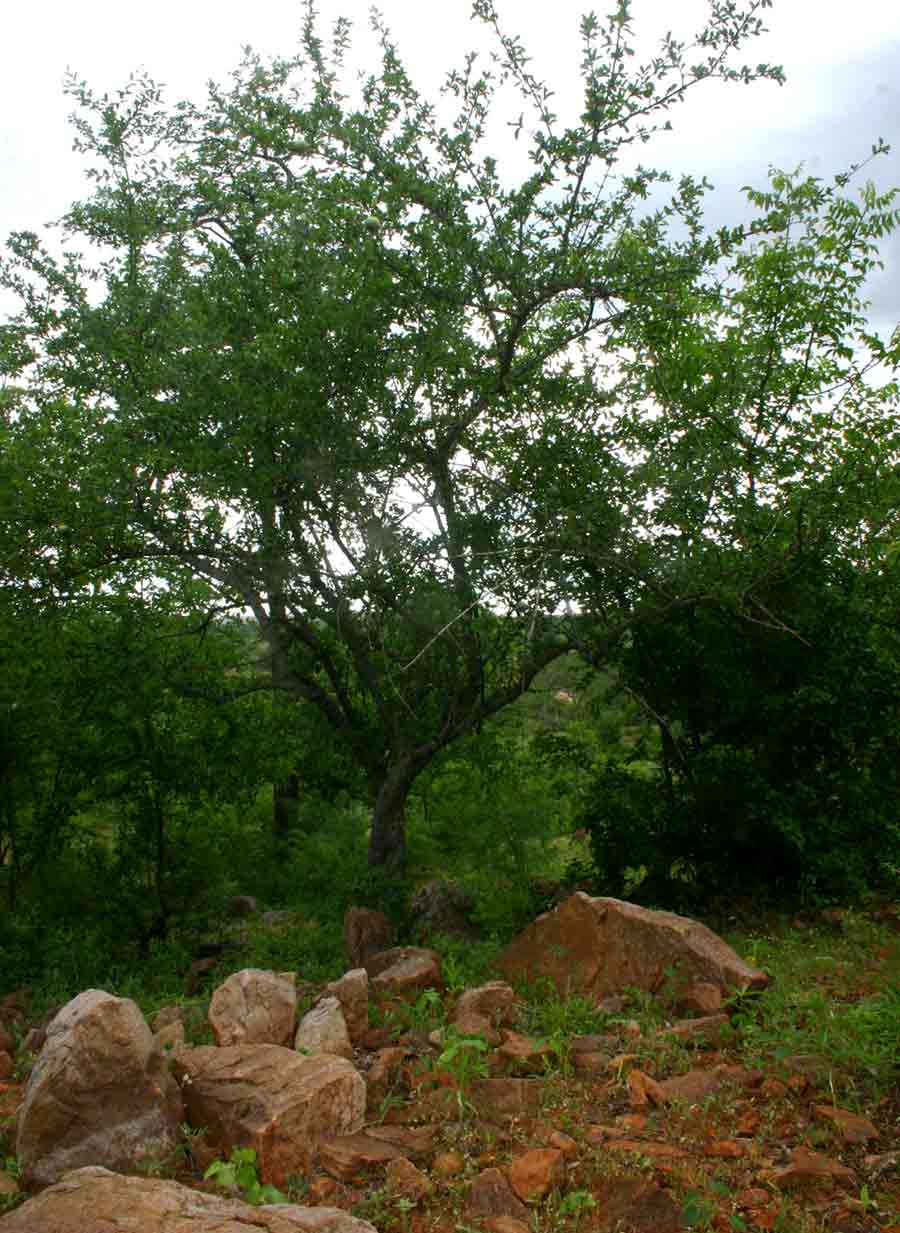 Strychnos madagascariensis