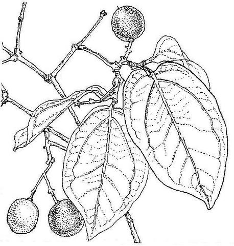Strychnos potatorum