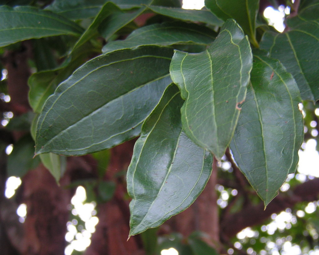 Strychnos pungens Strychnos pungens