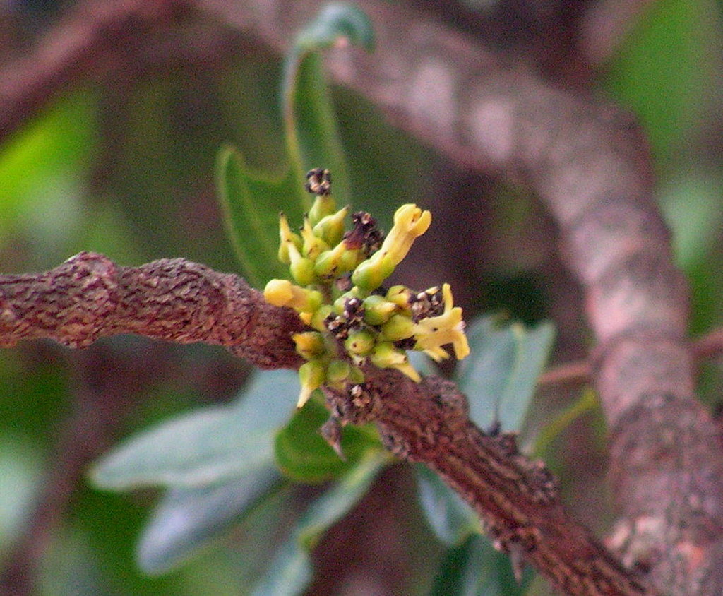 Strychnos pungens Strychnos pungens