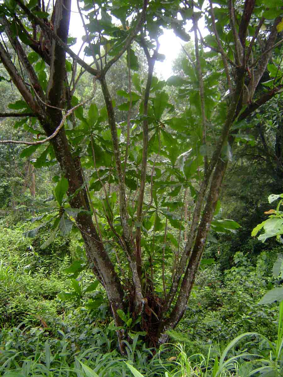 Anthocleista grandiflora