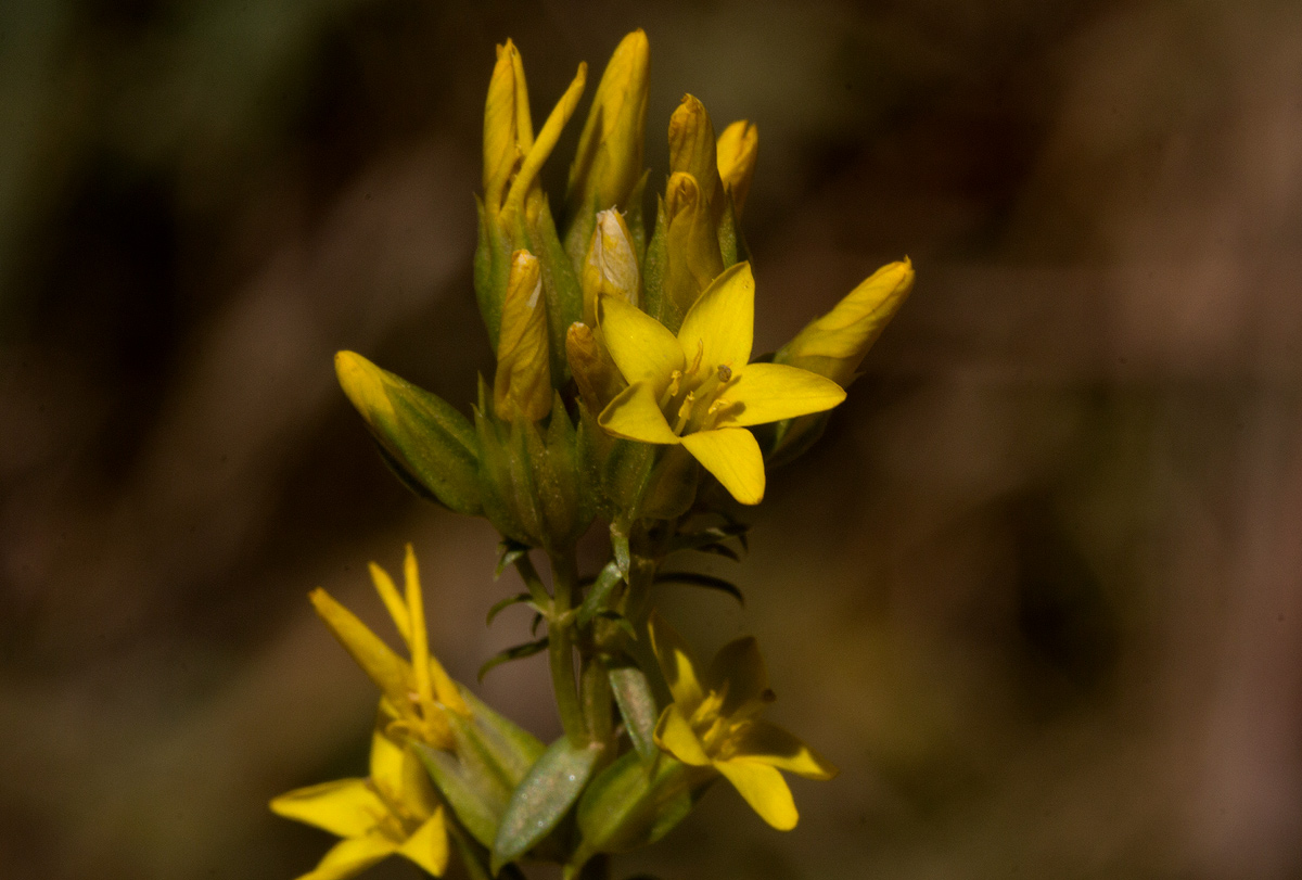 Sebaea leiostyla