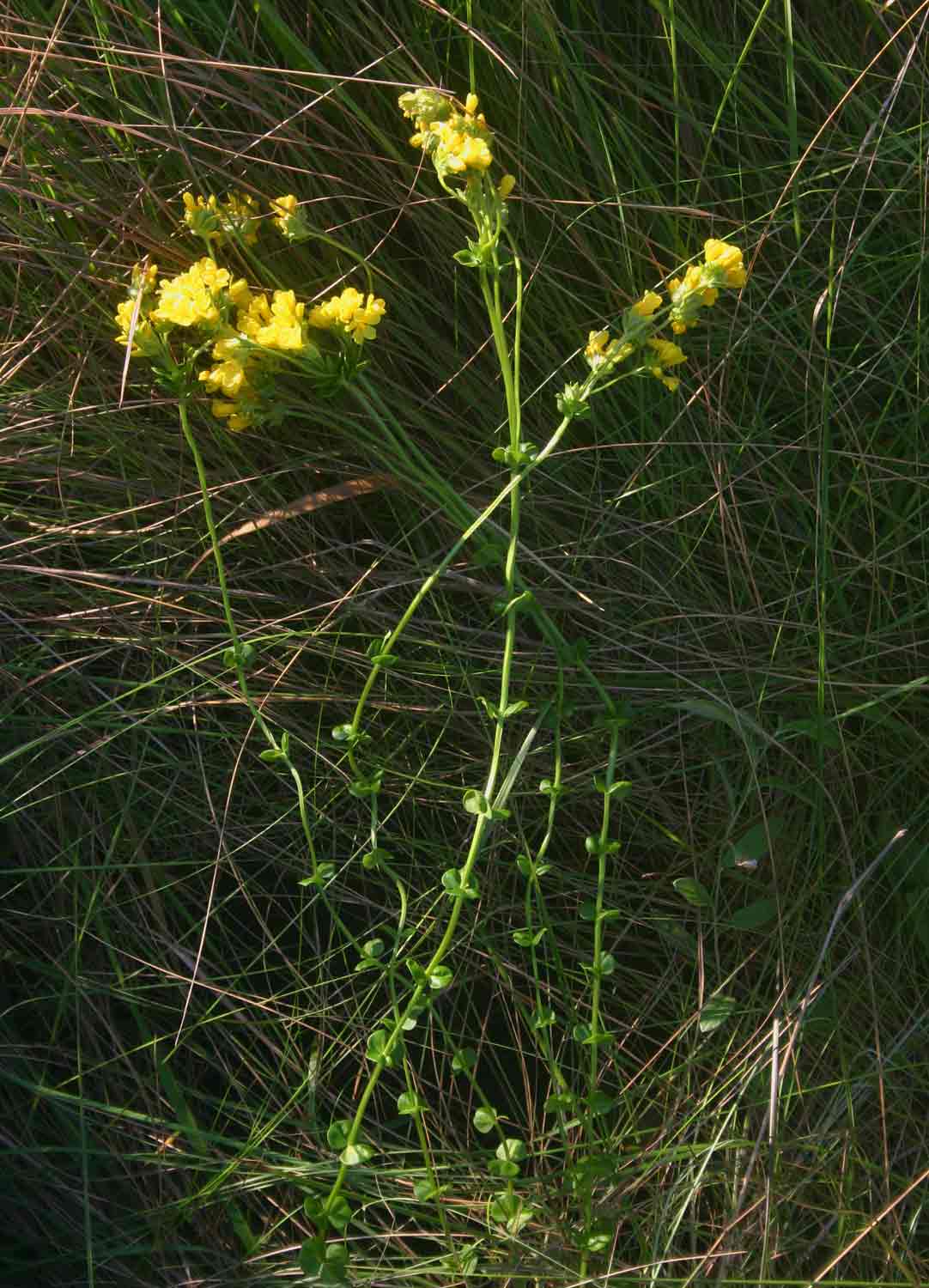 Sebaea leiostyla Sebaea leiostyla