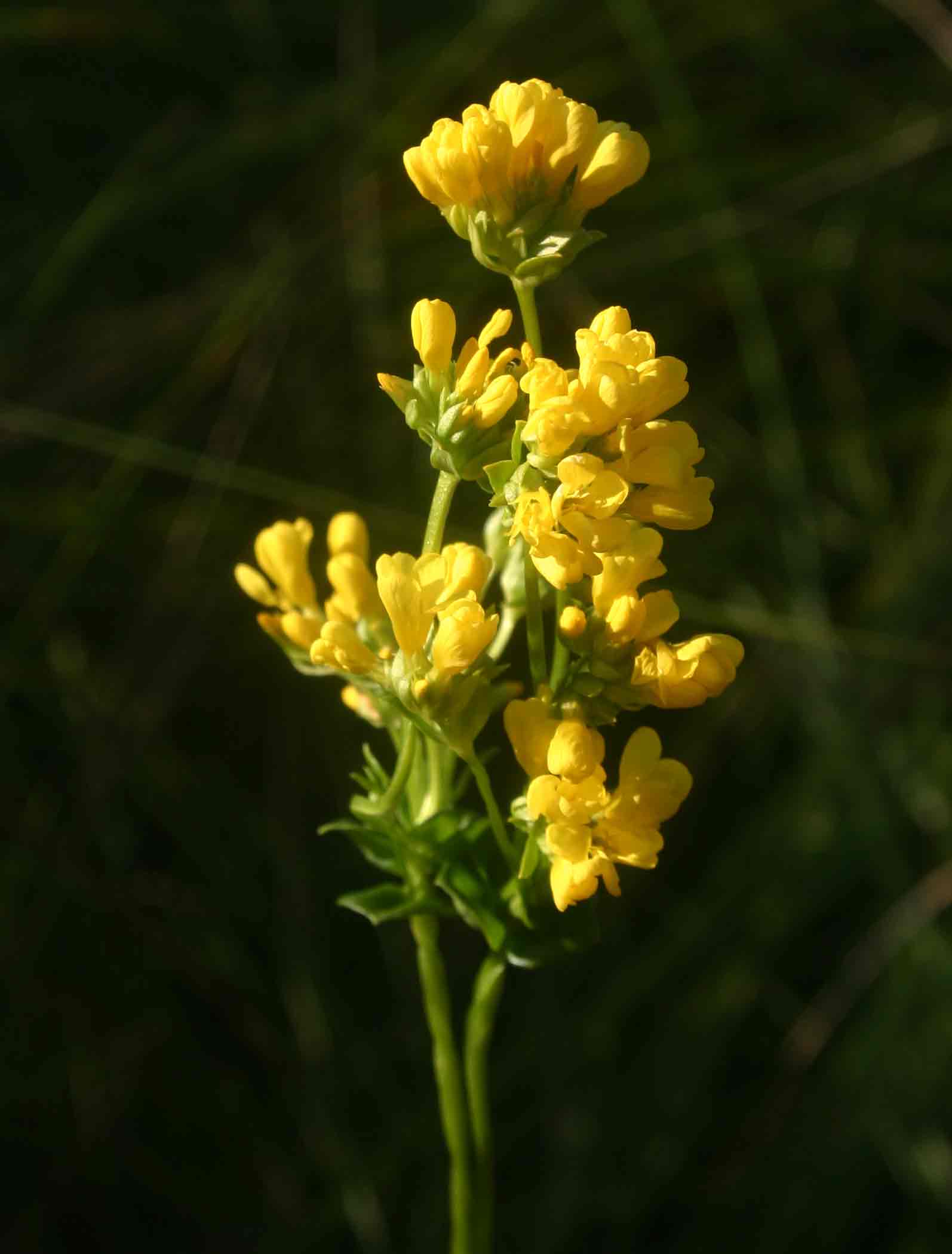 Sebaea leiostyla Sebaea leiostyla