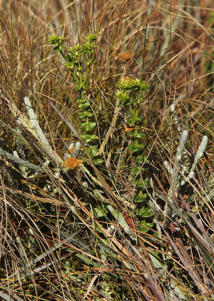 Sebaea leiostyla