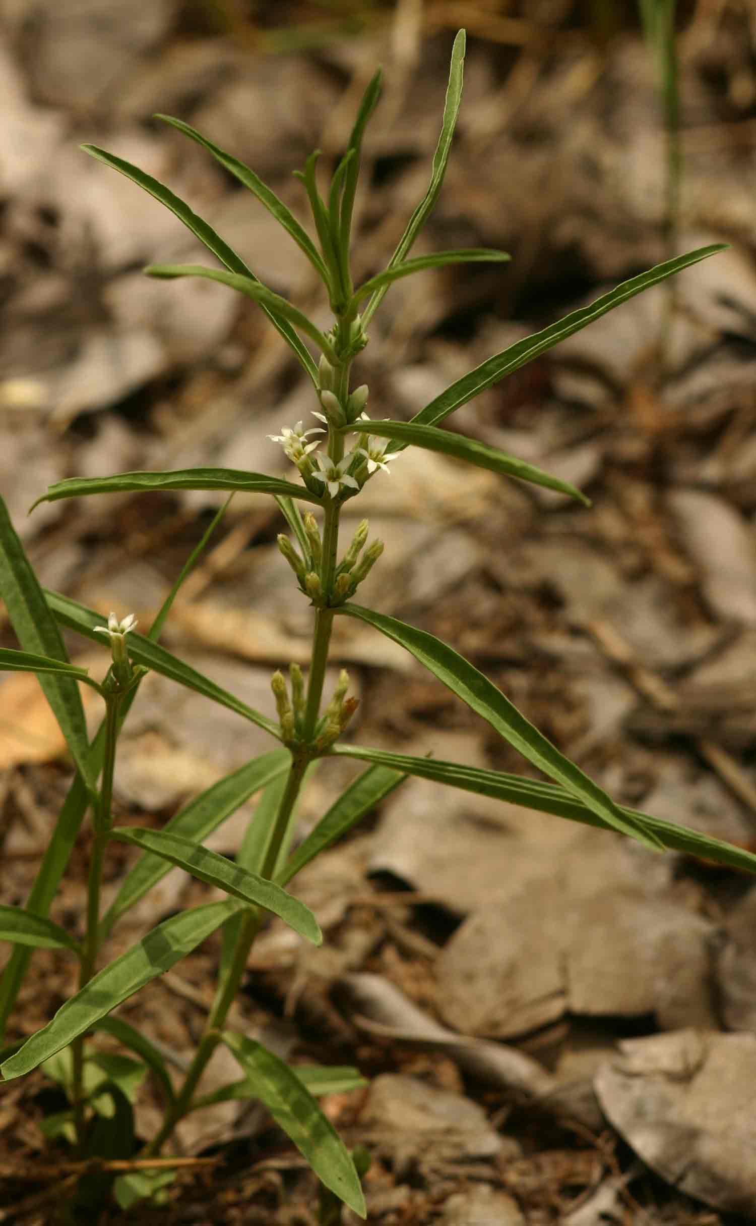 Enicostema axillare subsp. axillare Enicostema axillare subsp. axillare