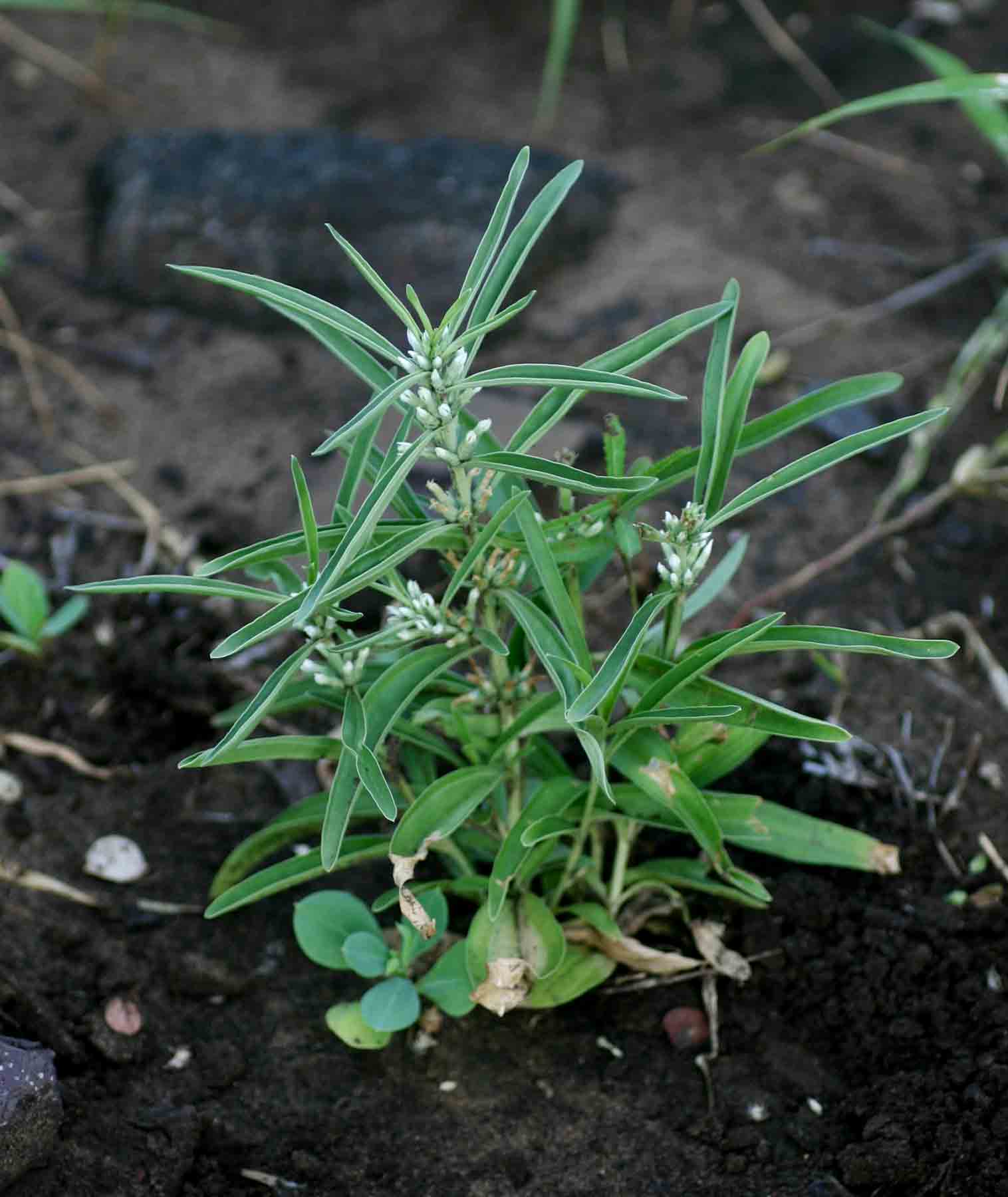 Enicostema axillare subsp. axillare Enicostema axillare subsp. axillare