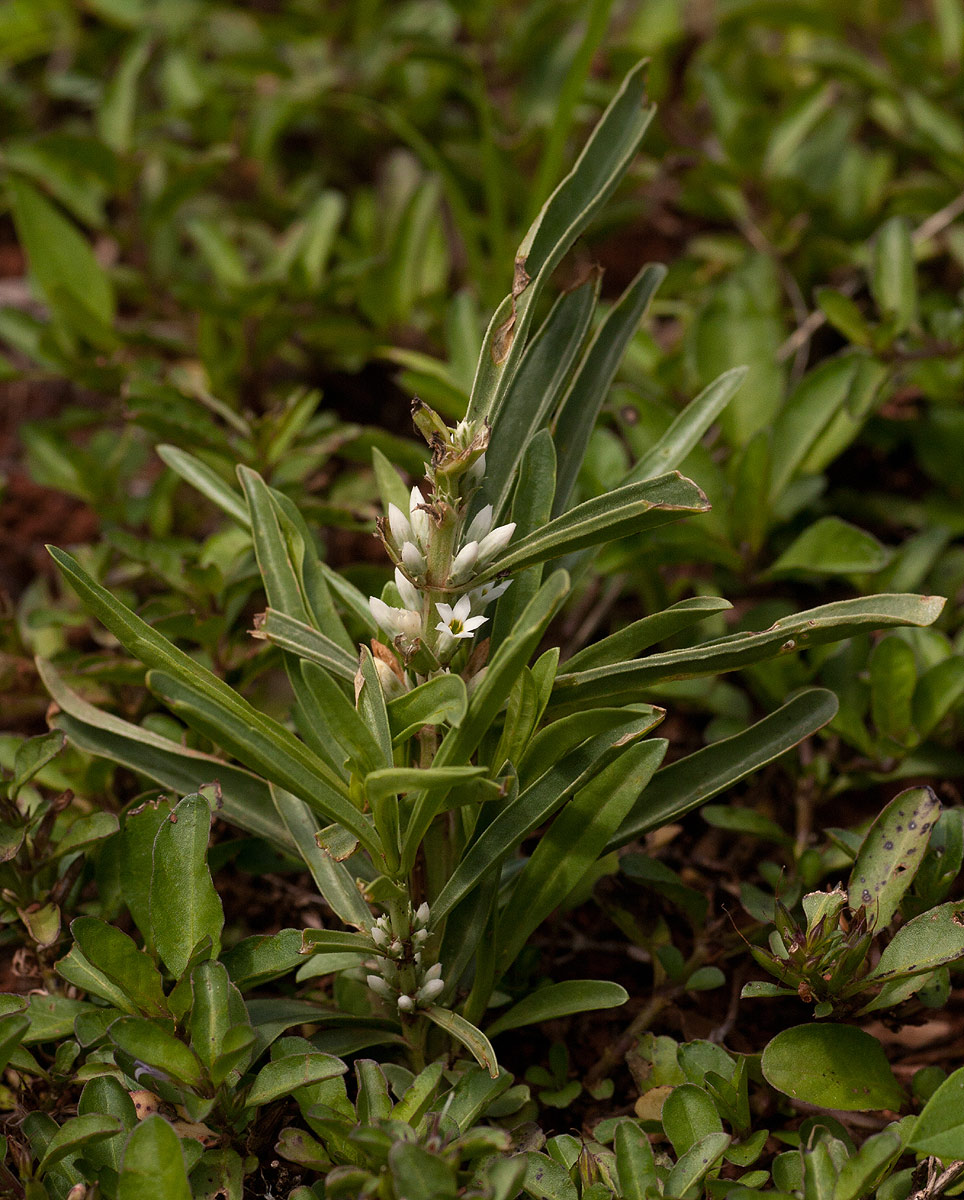 Enicostema axillare subsp. axillare Enicostema axillare subsp. axillare