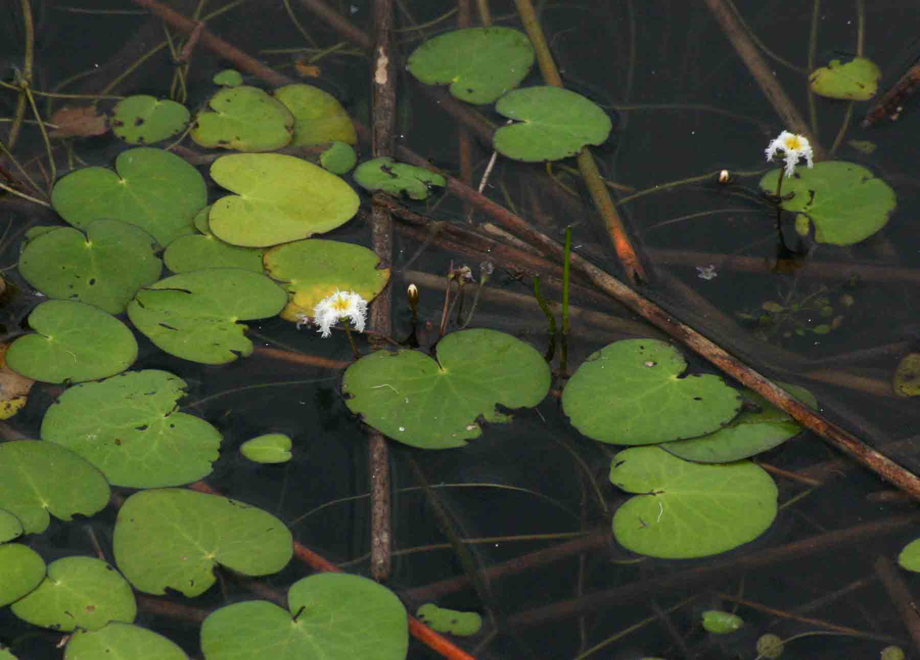Nymphoides senegalensis