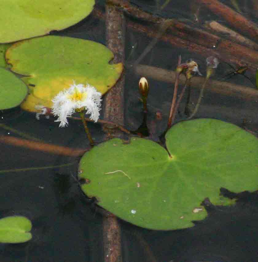 Nymphoides senegalensis