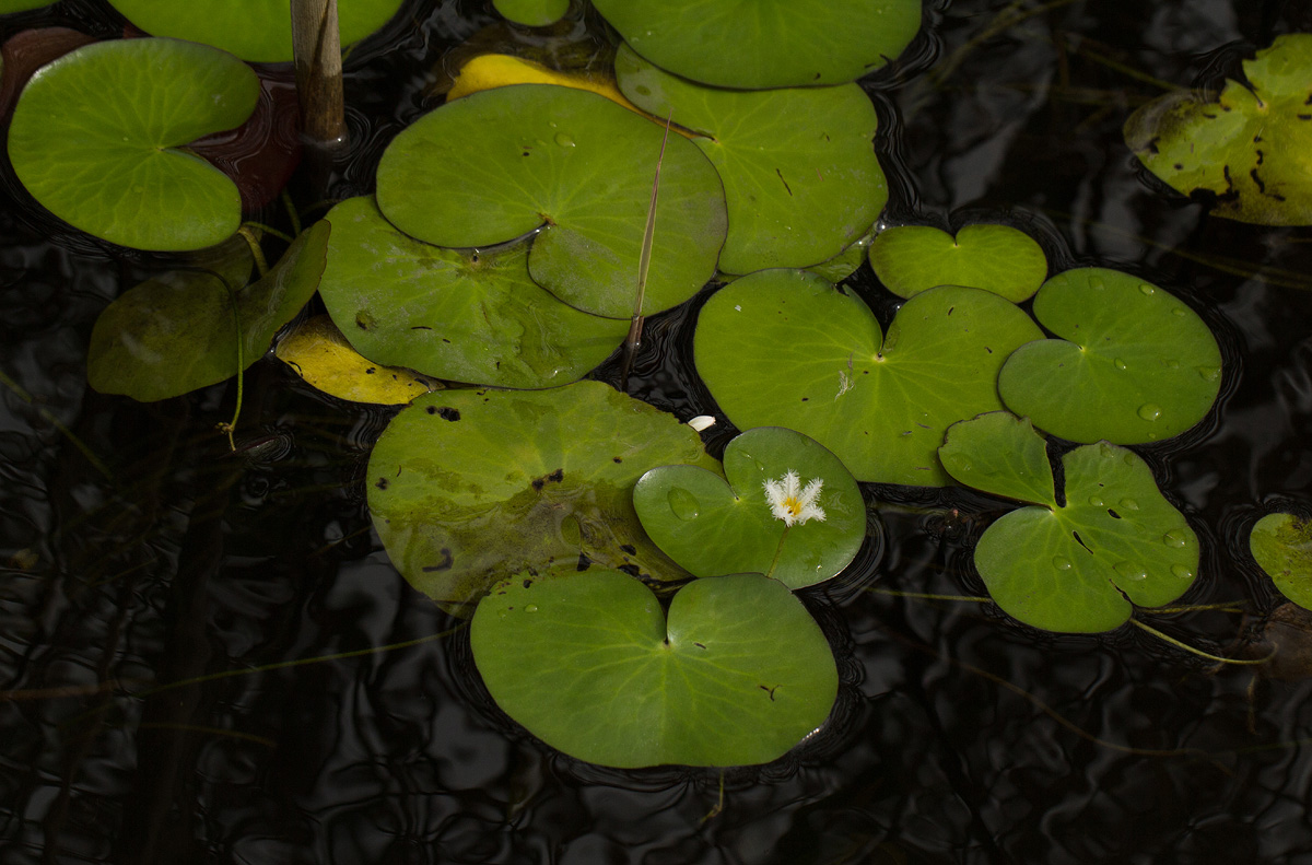 Nymphoides senegalensis