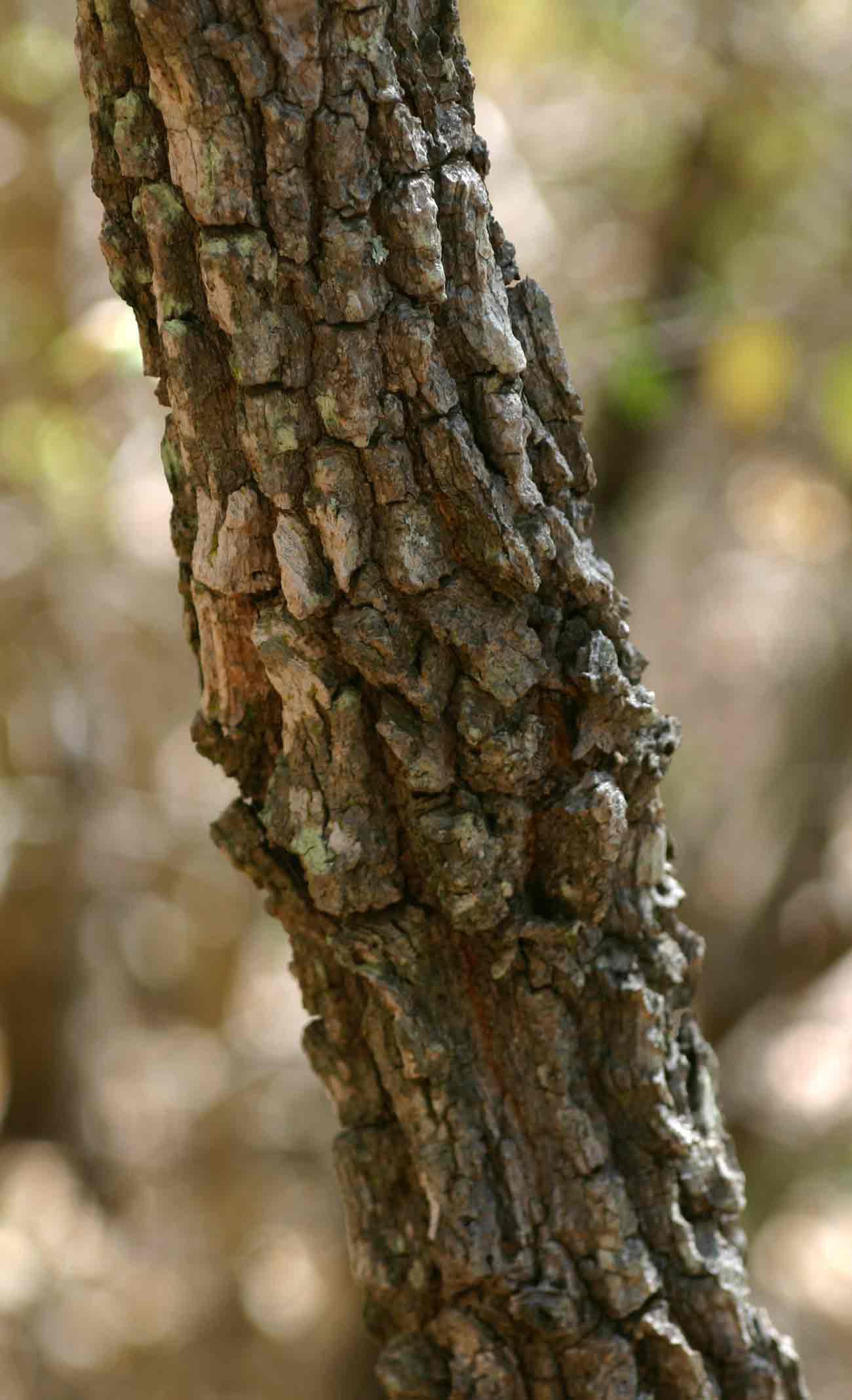 Diplorhynchus condylocarpon