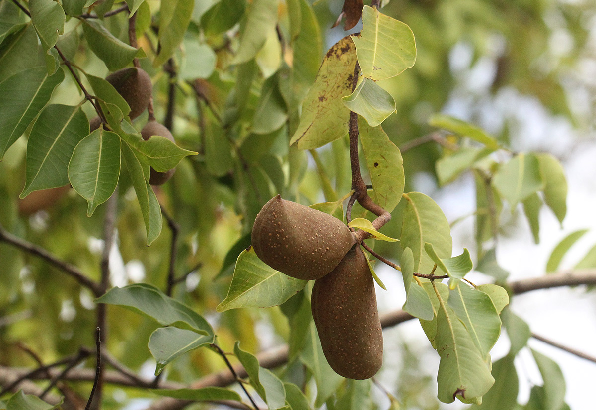 Diplorhynchus condylocarpon Diplorhynchus condylocarpon