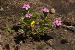 Catharanthus roseus
