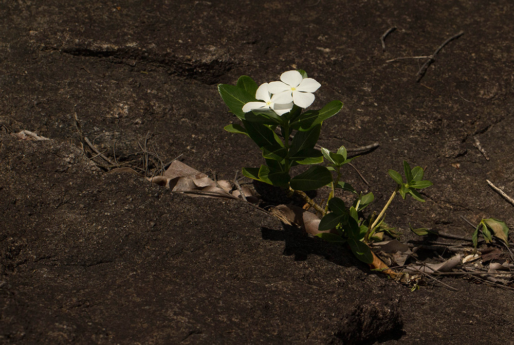 Catharanthus roseus Catharanthus roseus