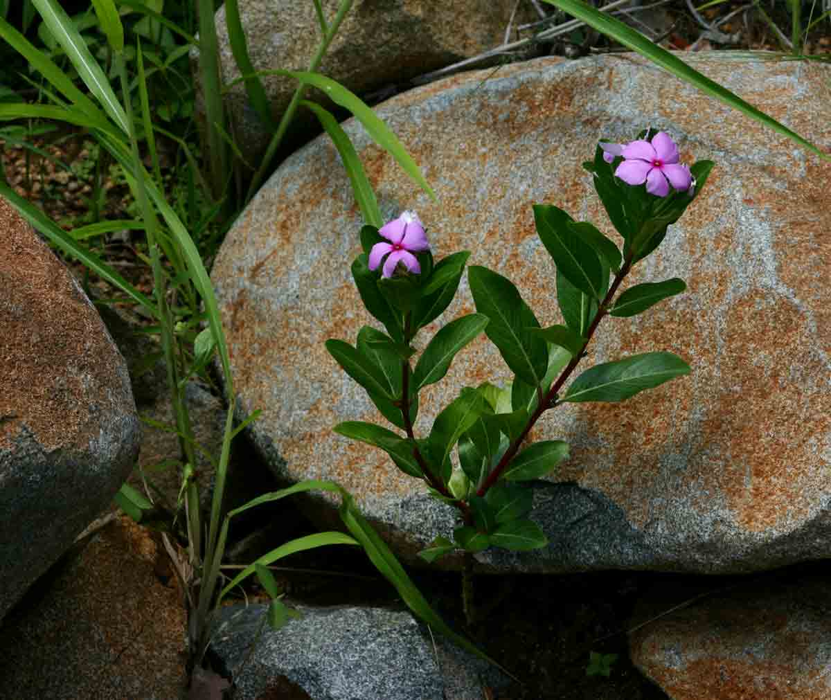 Catharanthus roseus Catharanthus roseus