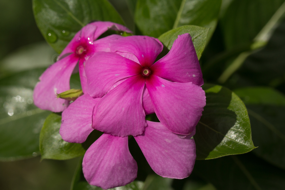 Catharanthus roseus Catharanthus roseus