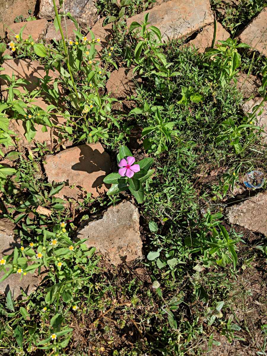 Catharanthus roseus Catharanthus roseus