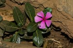 Catharanthus roseus