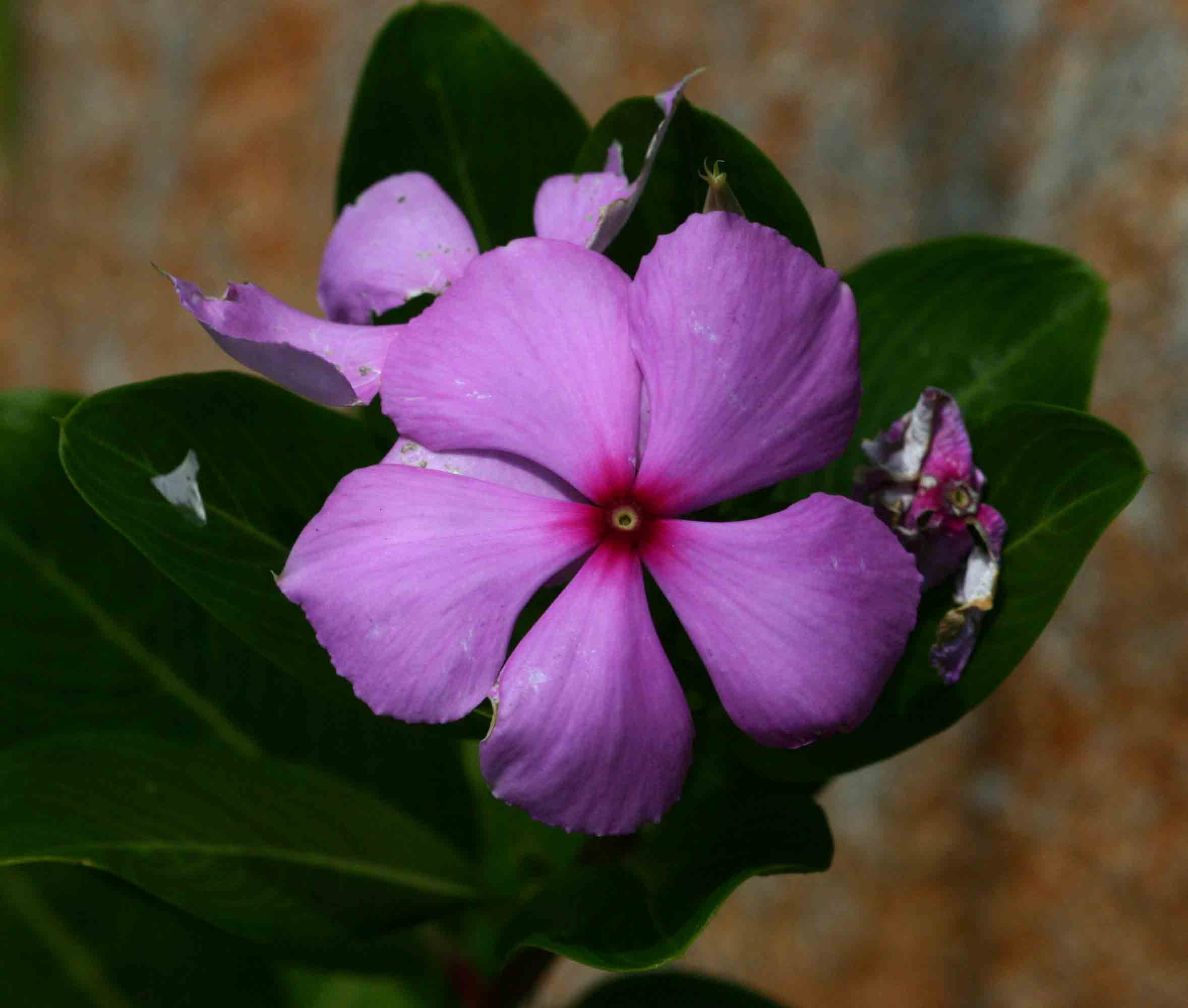 Catharanthus roseus Catharanthus roseus