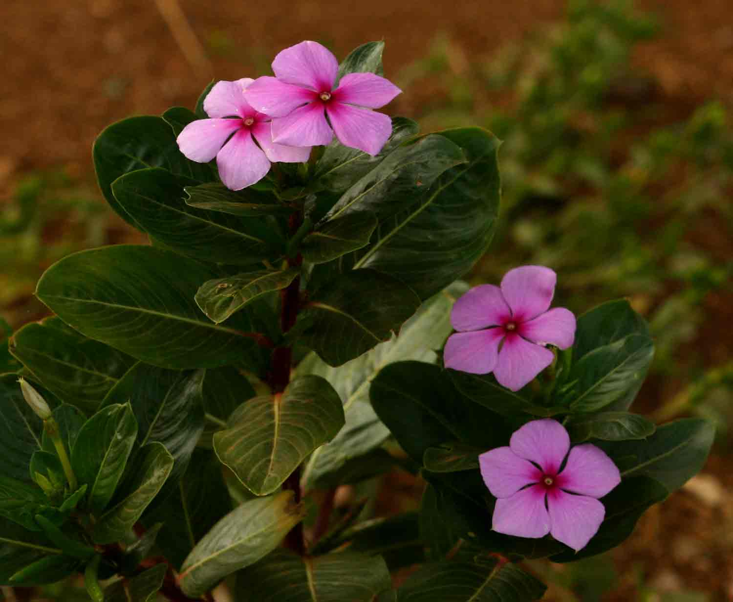 Catharanthus roseus Catharanthus roseus