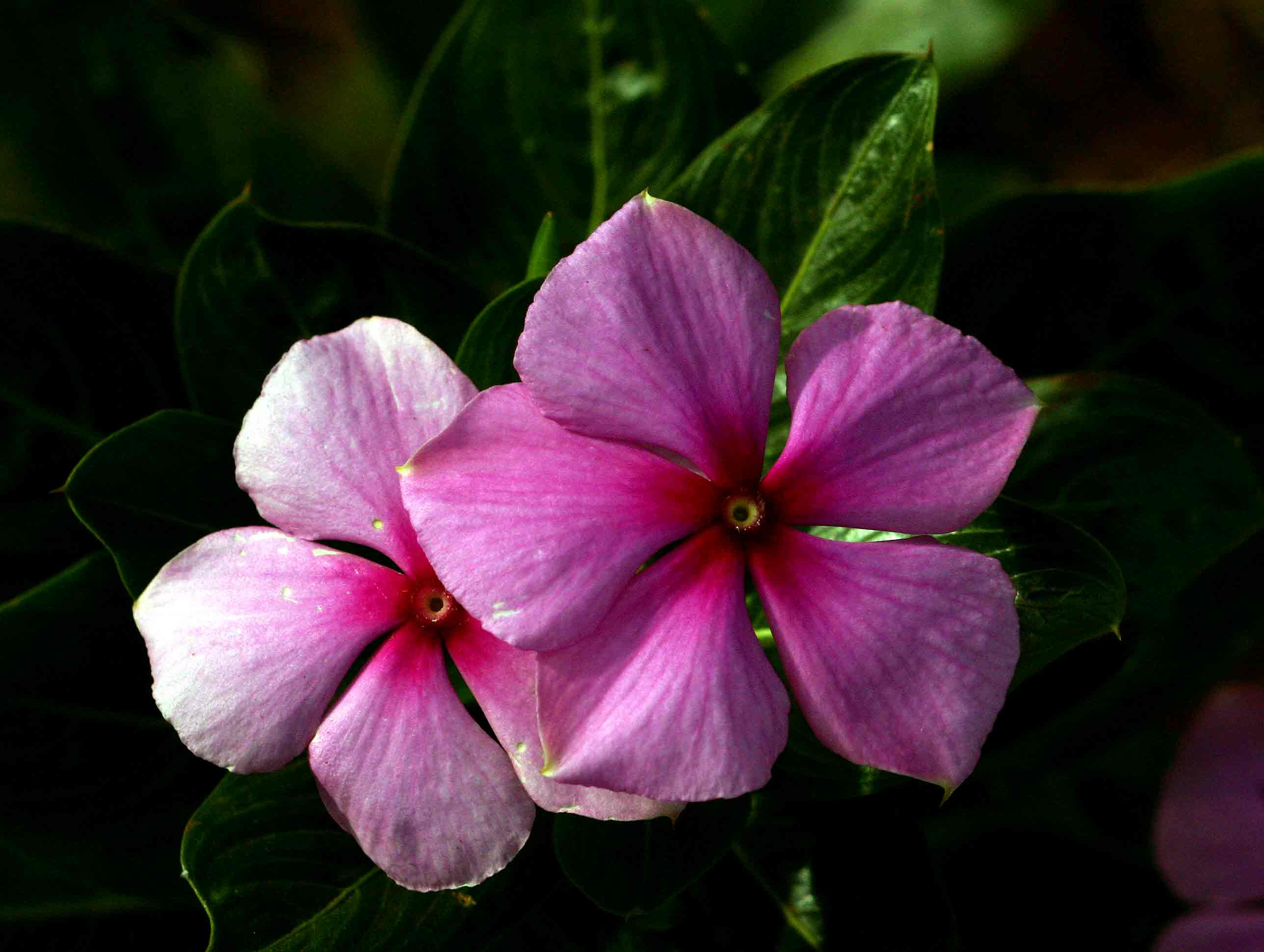 Catharanthus roseus Catharanthus roseus