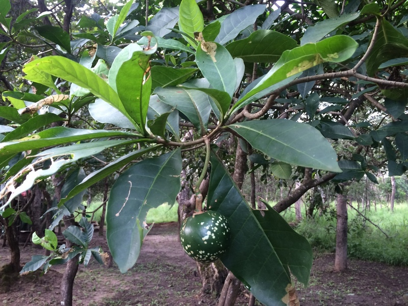 Voacanga africana Voacanga africana