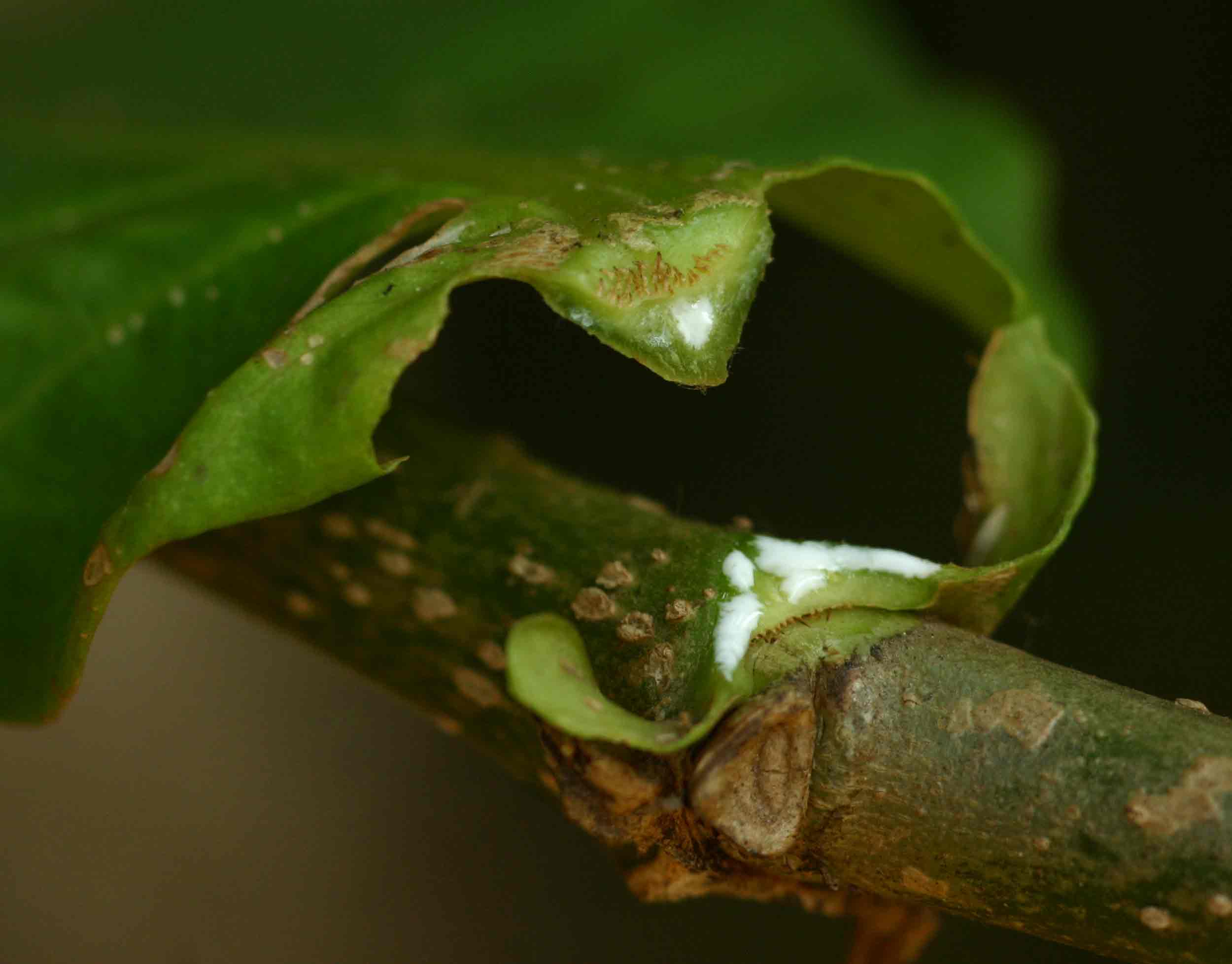 Voacanga africana Voacanga africana