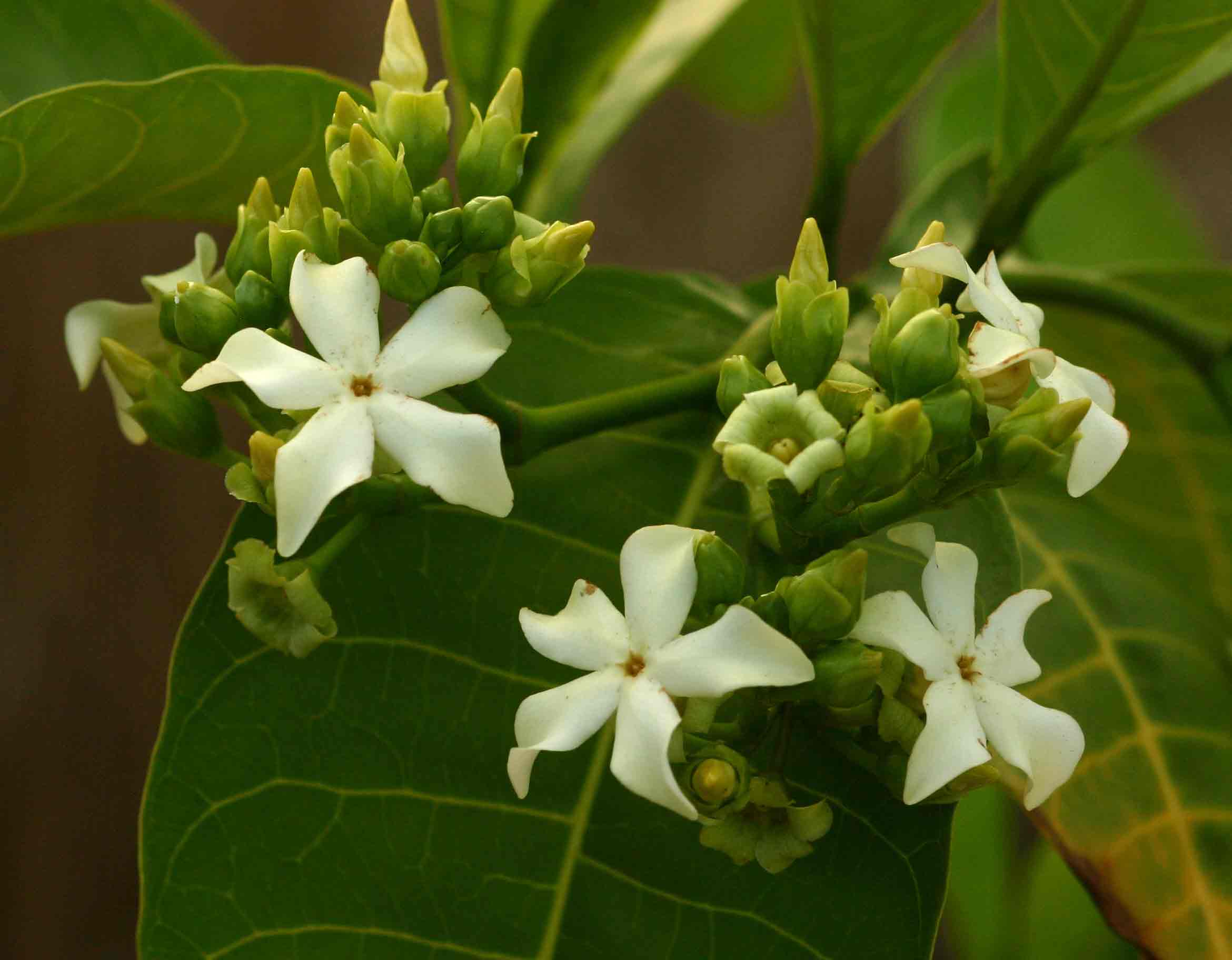 Voacanga africana Voacanga africana