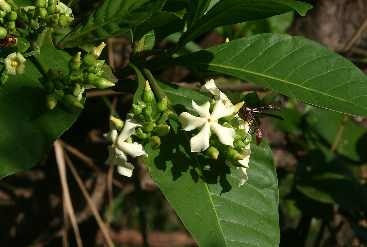 Voacanga africana Voacanga africana