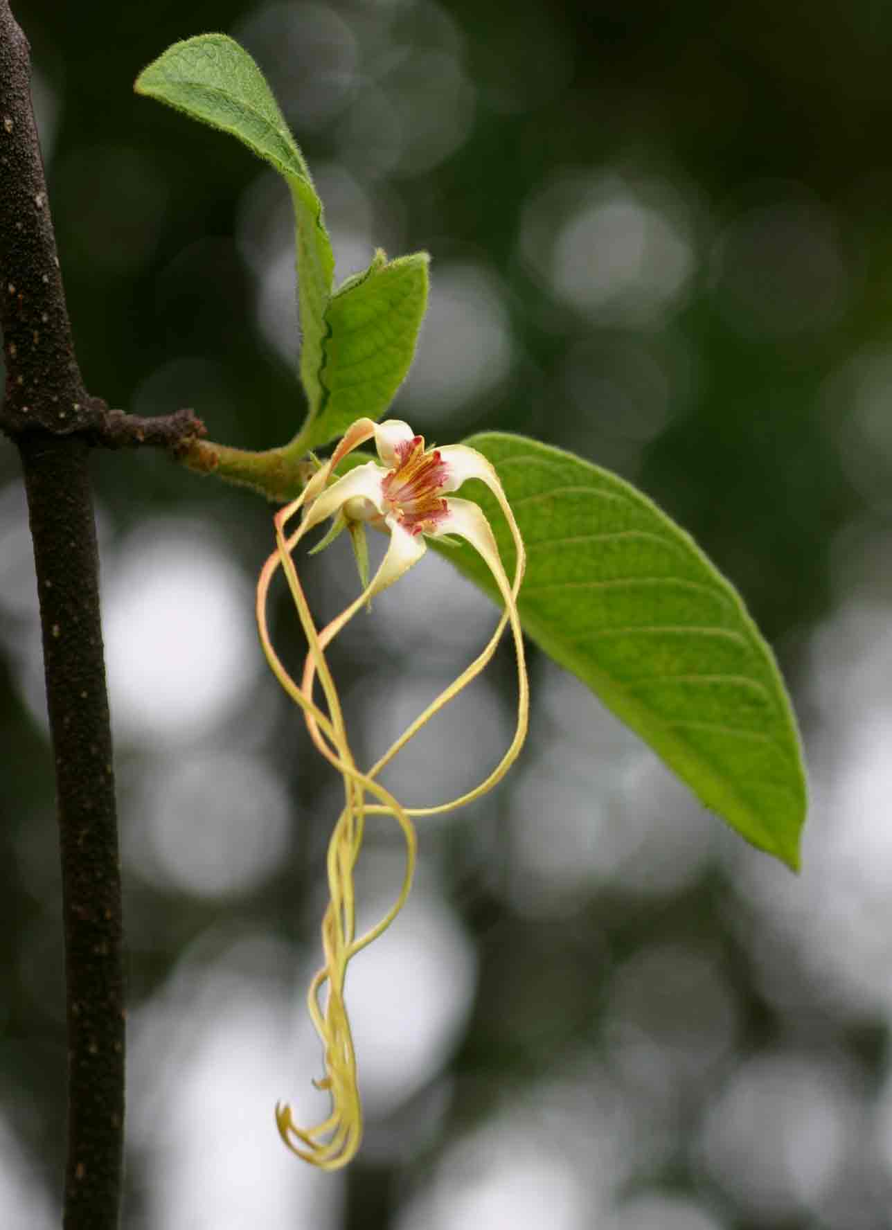 Strophanthus kombe