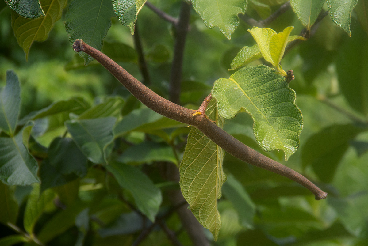Strophanthus kombe Strophanthus kombe