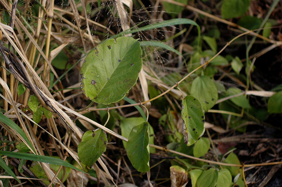 Mondia whitei Mondia whitei