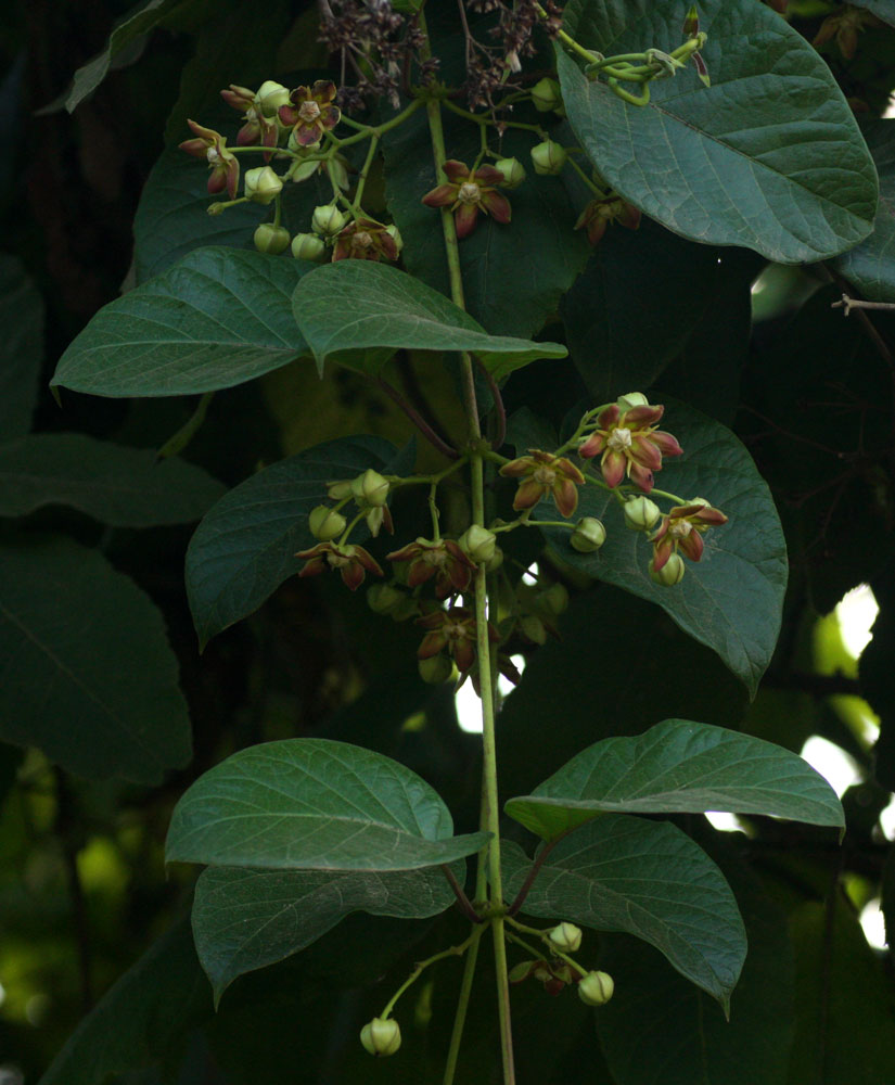 Mondia whitei Mondia whitei
