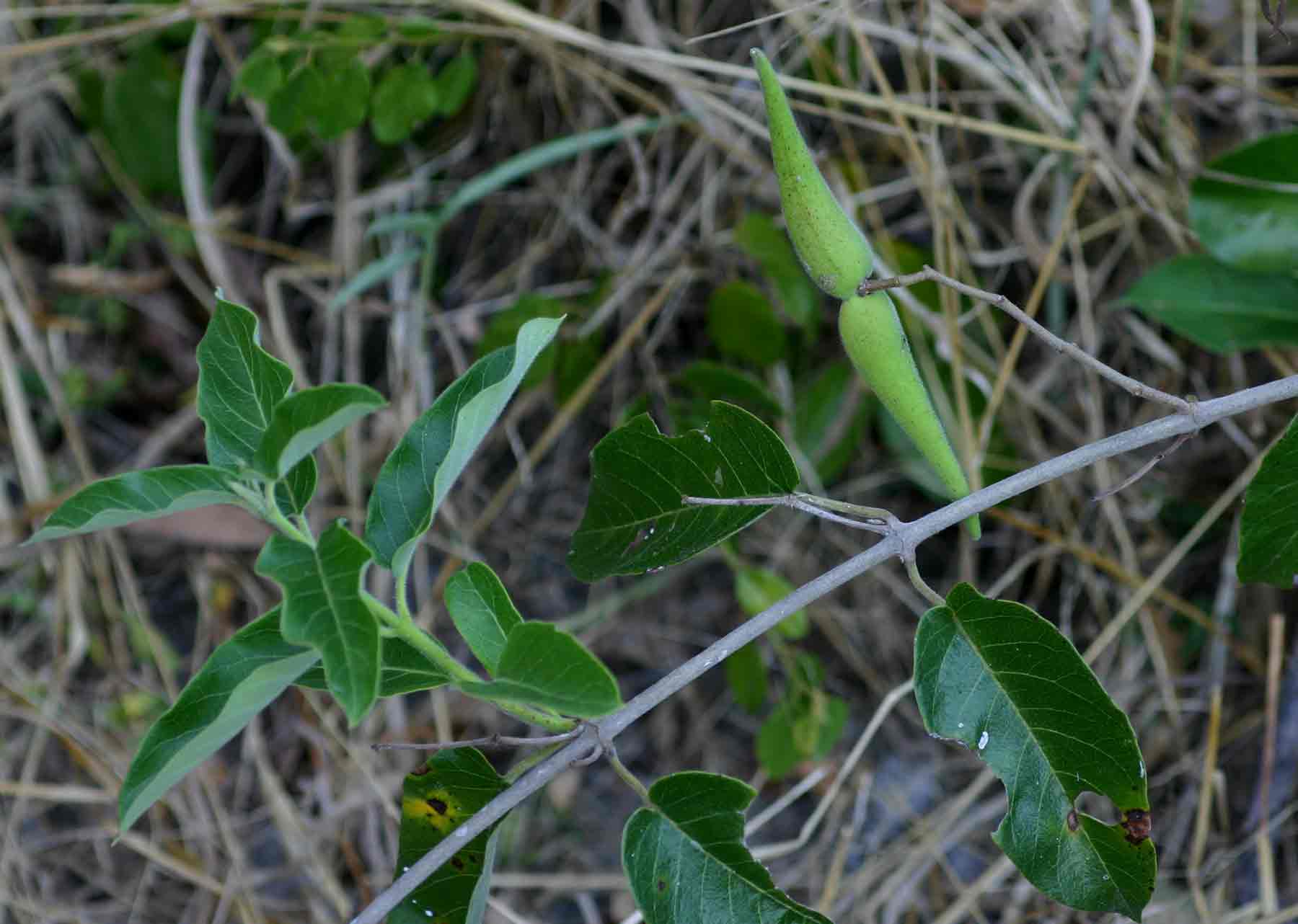 Tacazzea apiculata