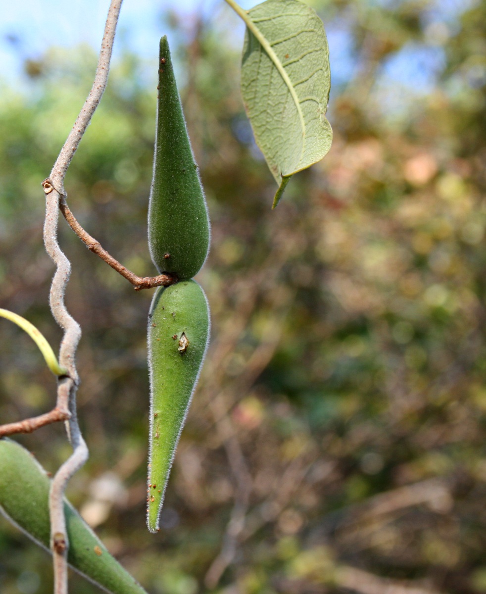 Tacazzea apiculata