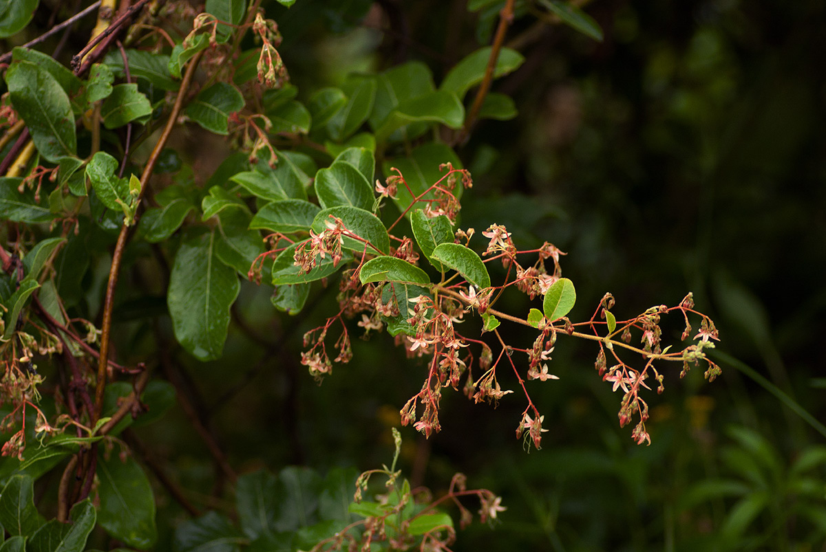 Tacazzea apiculata Tacazzea apiculata