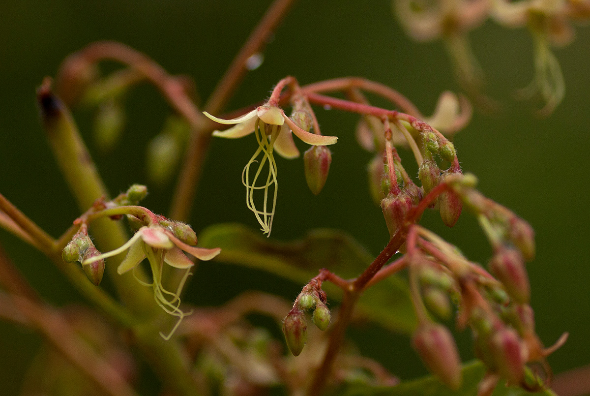 Tacazzea apiculata Tacazzea apiculata