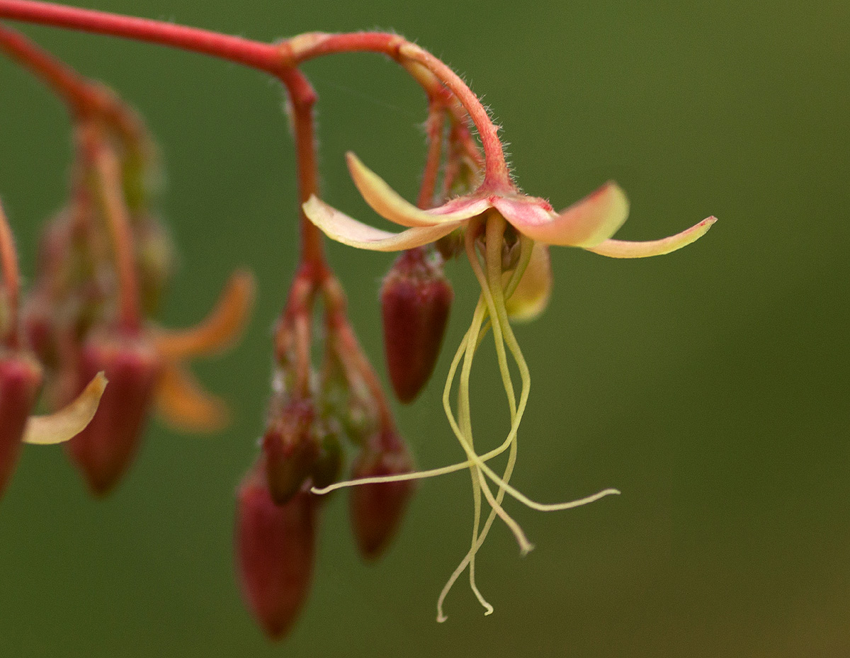 Tacazzea apiculata Tacazzea apiculata