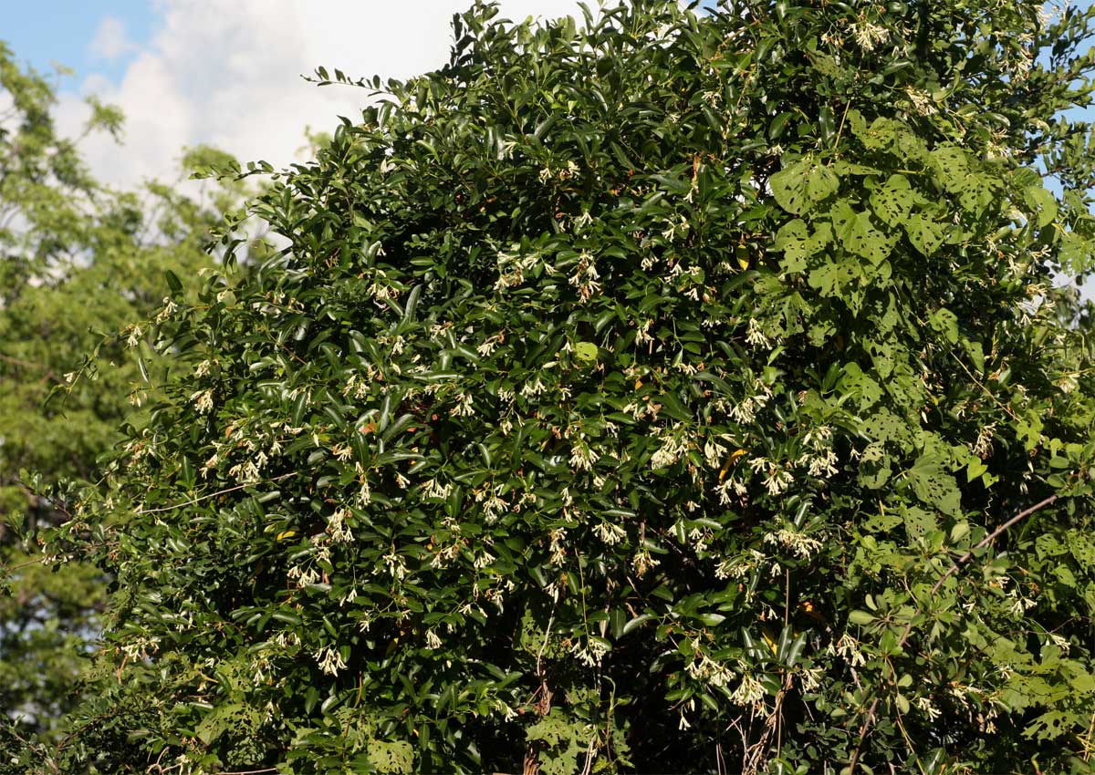 Stomatostemma monteiroae