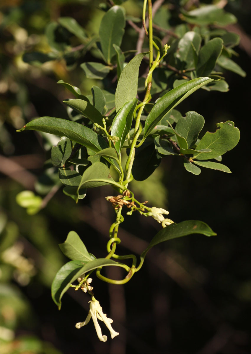 Stomatostemma monteiroae