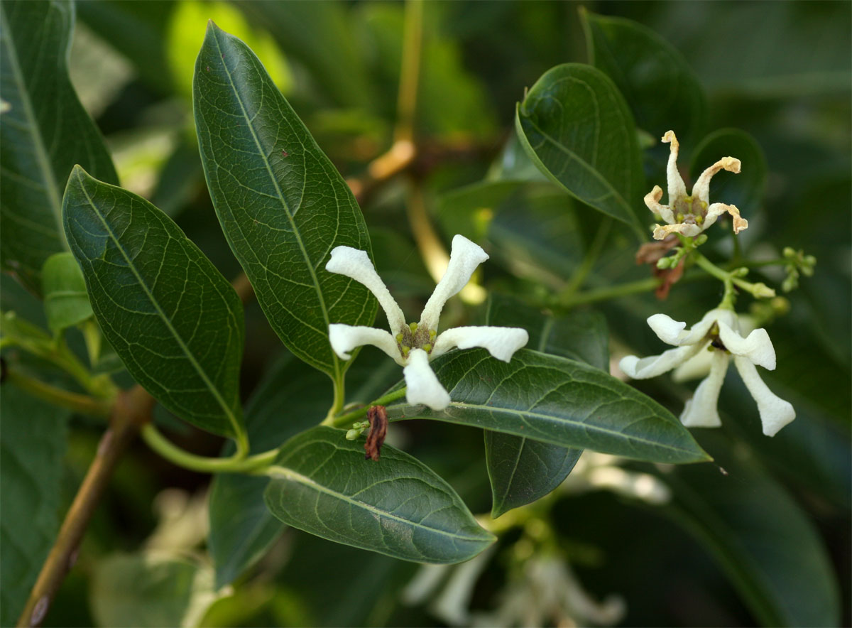 Stomatostemma monteiroae