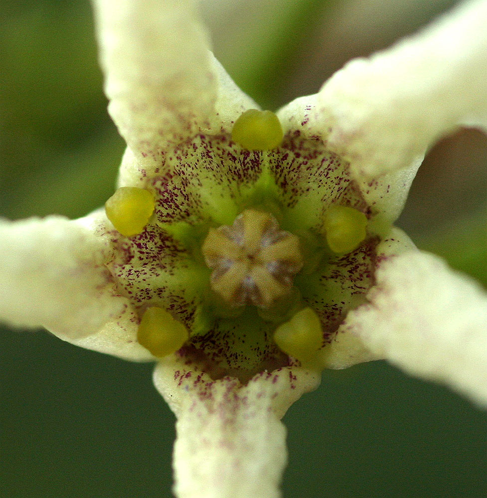 Stomatostemma monteiroae