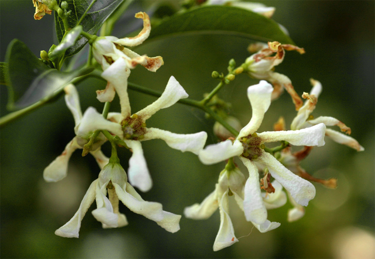 Stomatostemma monteiroae